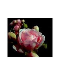 Veysel Karani Abdurrahman Önül